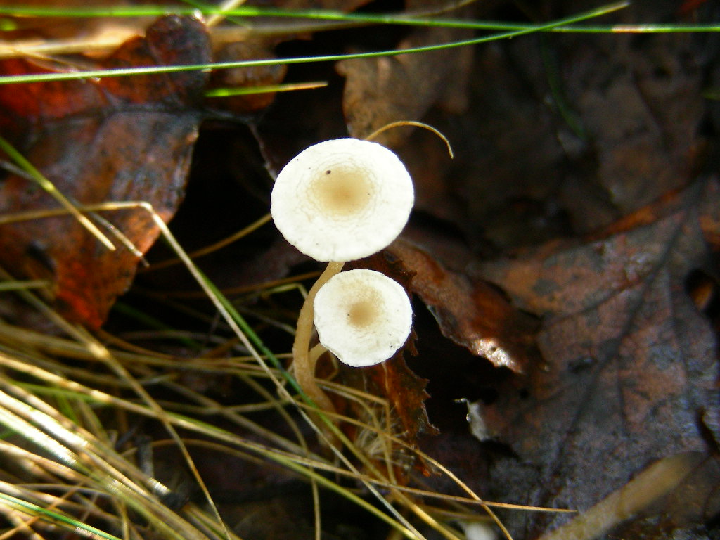 Dove mi devo orientare ???